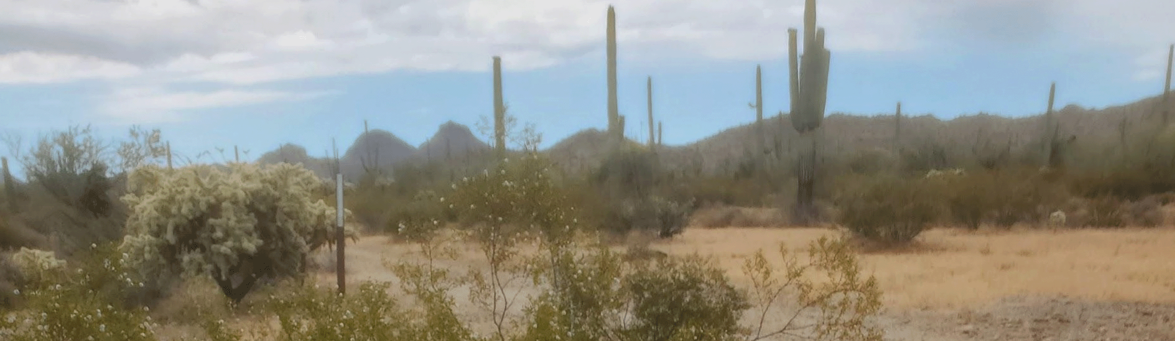 Panoramic photo of the Sonoran Desert at Barry M. Goldwater Range-East, featuring tall saguaro cacti, cholla, and low brush against a hilly backdrop