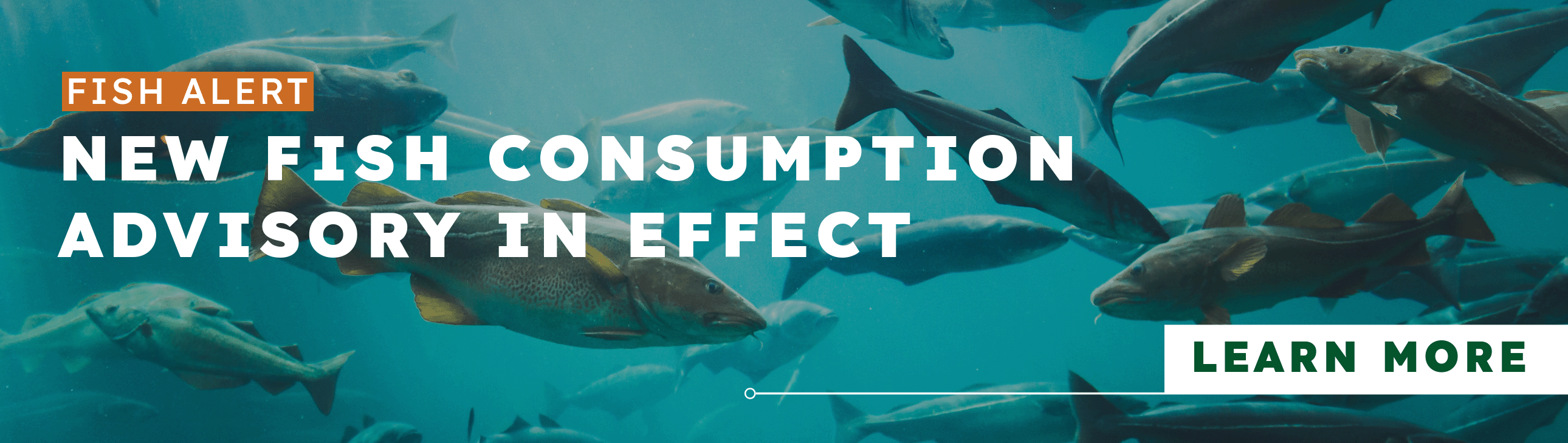 fish under water in a lake with text that reads: FISH ALERT NEW FISH CONSUMPTION ADVISORY IN EFFECT click to view list